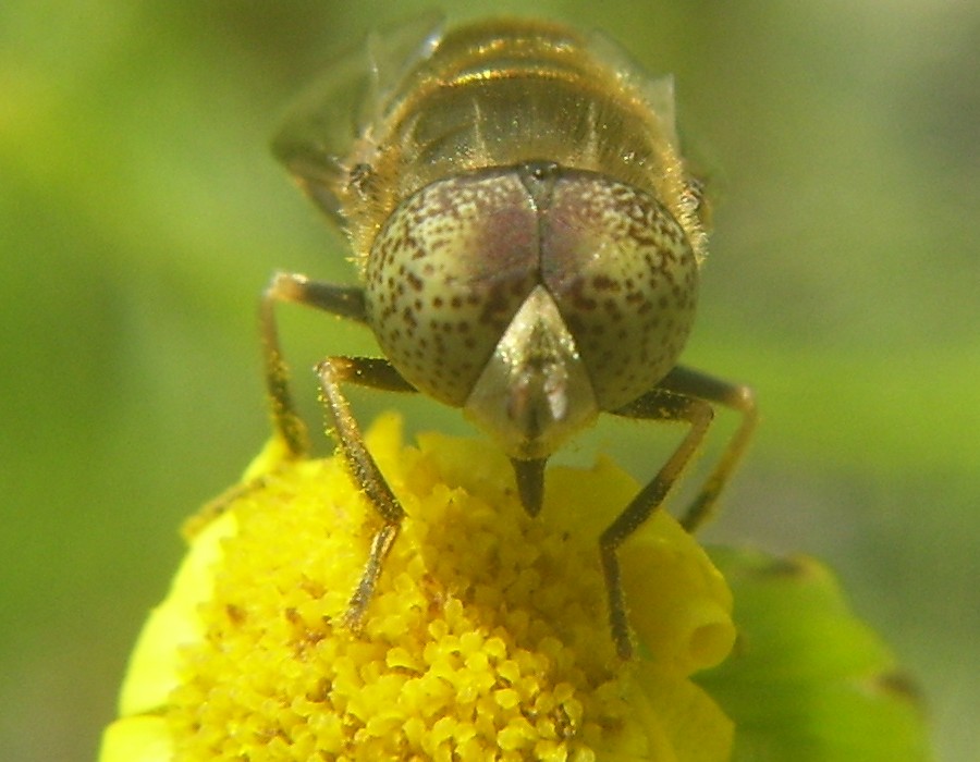 Eristalinus aeneus maschio